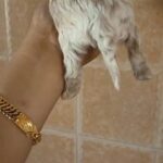 Silver beige and Red MALTIPOO (SOLD) in Abu Dhabi