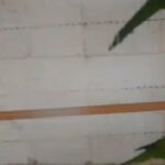 لوري رينبو زوج مفحوص DNA جاهزين للإنتاج محجلين حجل اصلي ذهبي حجم جامبو in Ajman