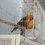 صن كنيور مع جنداي كنيور زوج جاهز للانتاج in Ajman