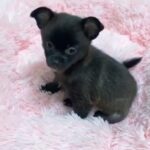 Cute Chihuahua available 🐶 in Dubai