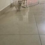 9 week old pure Pomeranian male puppy in Dubai