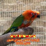 زوج رد فاكتور جنداي كنيور انتاج 2022 - Red Factor Jenday Conure Pair 2022 in Dubai