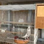 12 Pairs Of Rare Mutations Of Cockatiels in Dubai