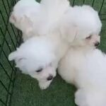 Maltese Puppy’s in Dubai