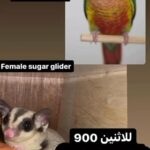 Conure+ Sugar Glider in Dubai