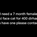 NEED A 7 MONTH FEMALE PIKI FACE CAT in Dubai
