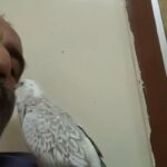 للبيع كوكتيل أليف امطعمهن سلايك طيران حر  يوقف عل يد يبوس بدايت كلام ينفع للأطفال ما يعض in Sharjah