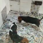 beagle puppy in Dubai