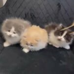 High Quality Persian Kittens in Sharjah
