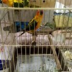 Sun conure pair for sale with cage in Dubai