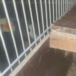 Breeding Pair Cocktail With Chick And Cage in Abu Dhabi