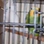 semi tamed Yellow headed amazon in Sharjah