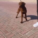Labrador Retriever Females For A GREAT PRICE in Dubai