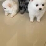 Pomeranian Mini Size Puppies in Dubai