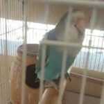 lovebird &Budgies in Dubai