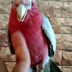 كوكاتو قالا حجم سوبر جامبو in Ajman
