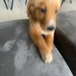 Golden Retriever 3 Months Old Pup. I Bought It Last Week Only But Because Of Some Health Issues That Suddenly Came I Am Unable To Handle Her As She Is A Pup.. So Want To Give Her In Good Hands.. She Is Very Playful N Loving Girl… Active And A Darling.. in Dubai