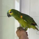 بلو فرونت امزون جاكو فرخ اليف عالغر in Ajman