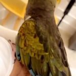 بنتاغون اليف للبيع مع القفص in Sharjah
