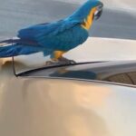 Lue And Gold Macaw in Dubai