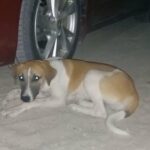Found Puppy in Sharjah