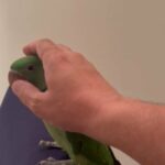 Fully tamed alexandrine in Dubai