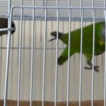 Senegali parrot Pair in Dubai