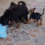 mini poodle male and female in Dubai