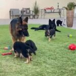 German Shepherd Puppies Available in Dubai