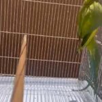 درة بايد ذكر محجل طير مزارع in Ajman