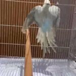درة كلير هيد زوج محجل حجل اصلي طيور مزارع in Ajman