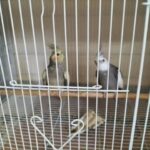 cocktail male handtamed in Ajman