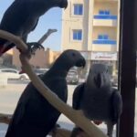 فروخ كاسكو اليفة عالغر أحجام سوبر جامبو in Ajman