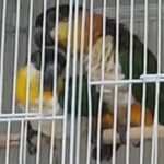 caique pair in Sharjah