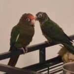 Redcap conure pair in Sharjah