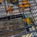 sun conure pairs in Sharjah