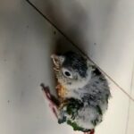 green cheeked conure chick in Ajman