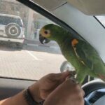 blue mutated ringneck in Sharjah