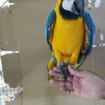 Macaw for sale in Sharjah