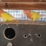 love birds breeding pair in Ajman