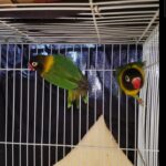 Love bird pair in Ajman