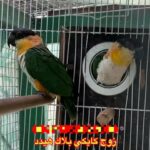 زوج كايكي بلاك هيدد متوالف الإنثى تدخل الصندوق in Dubai