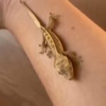 Crested Gecko in Dubai