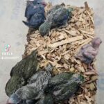 فروخ Parrotlet أصغر بغبغاء متكلم in Abu Dhabi