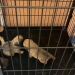 pug puppies for sale in Dubai