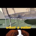 Saint Bernard in Dubai