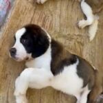 Saint Bernard in Dubai