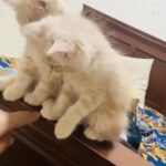 Couple Kittens in Dubai
