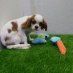 Cavalier King Charles in Dubai