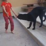 labrador retriever for adoption in Dubai